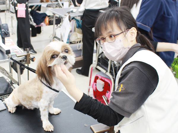 お客様の愛犬をトリミング♪